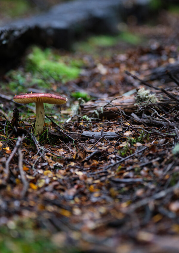 Heading North Prints-April 20, 2025-Forest Floor Forest Floor