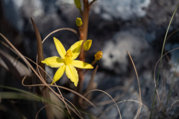 Heading North Prints-August 24, 2023-Thelymitra luteocilium Rocky Bloom
