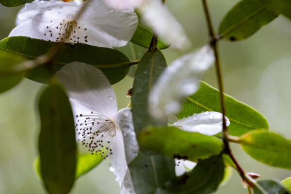 Heading North Prints-February 14, 2024-Eucryphia lucida Tucked Away