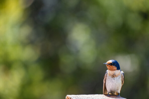 Heading North Prints-January 14, 2024-Hirundo neoxena Welcome Swallow